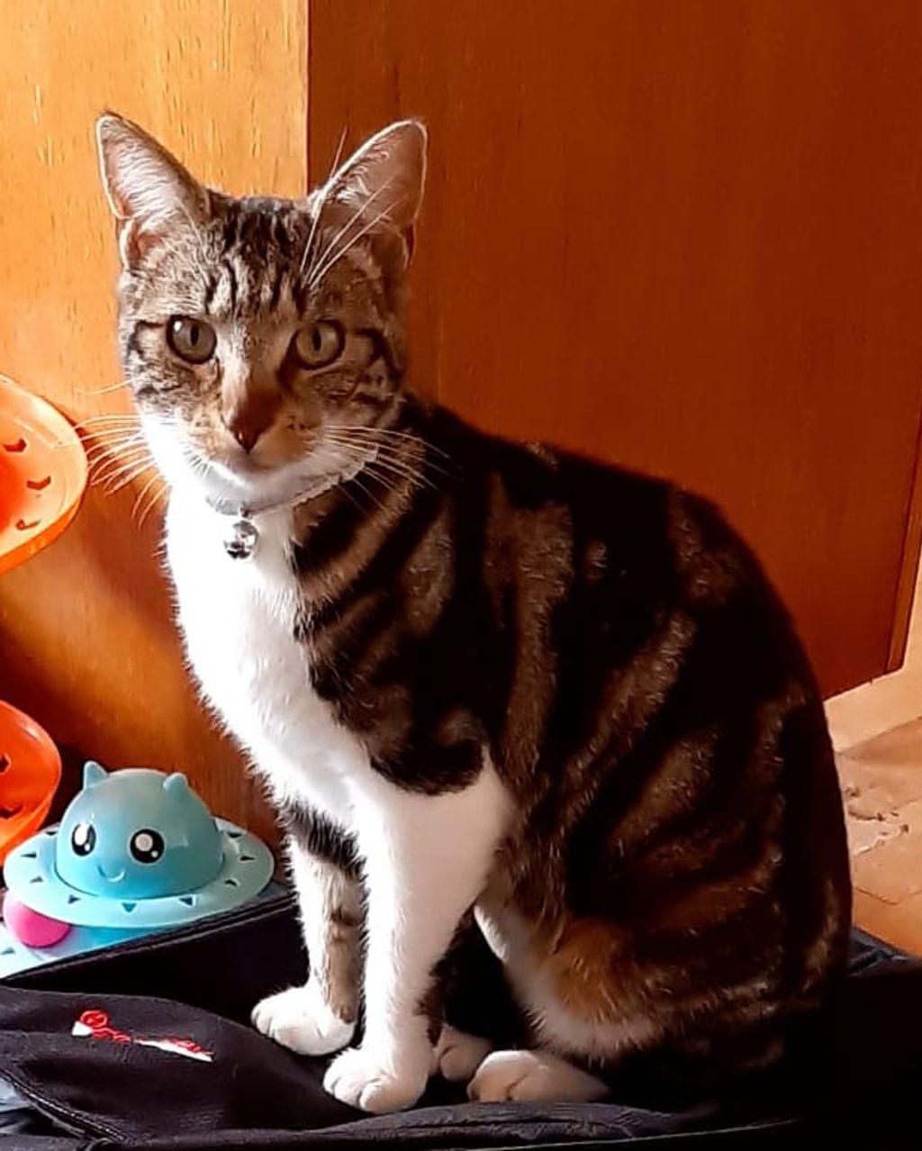 Missing Cat 