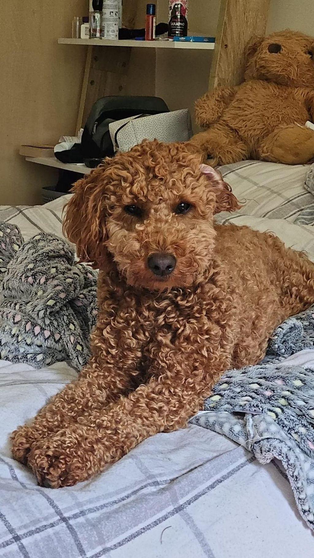 dog missing
