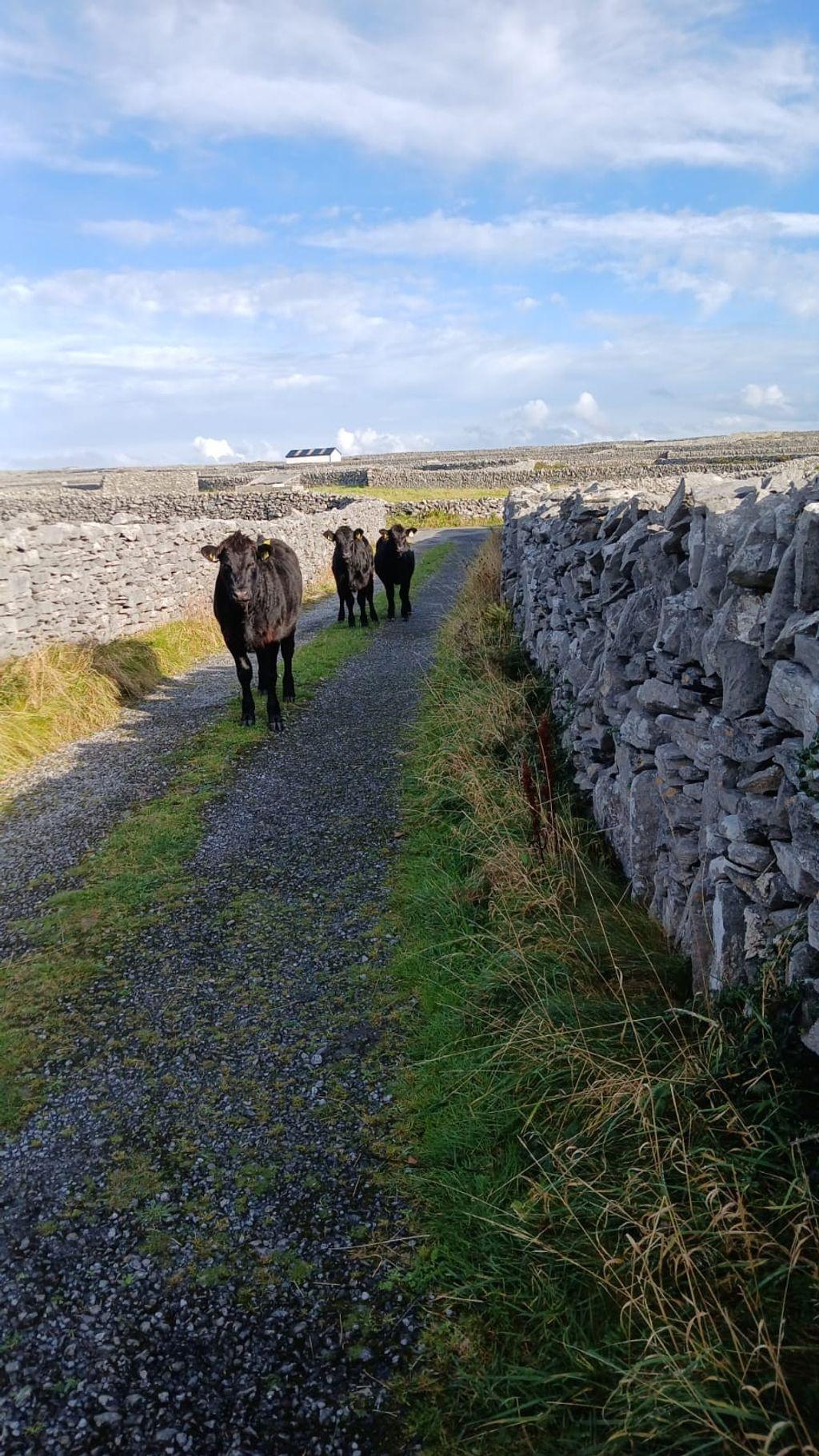 Cows on the road
